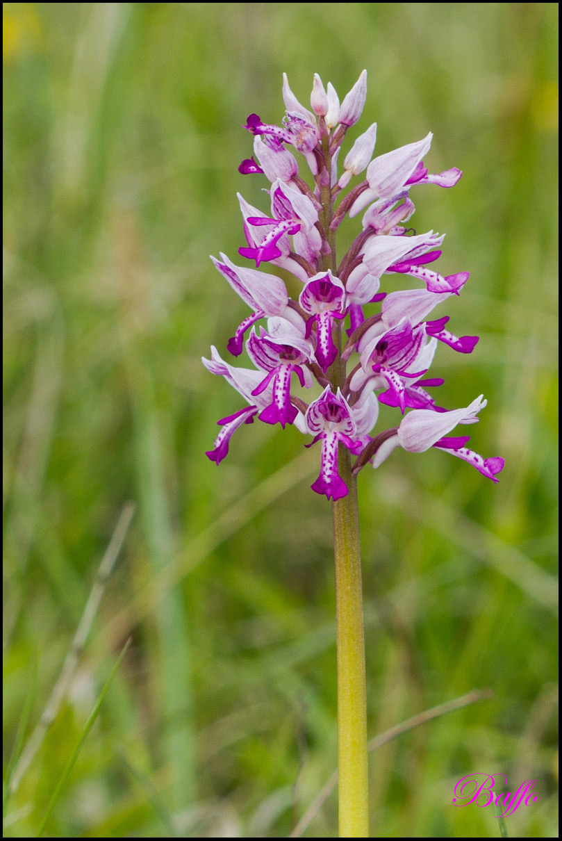 Orchis militaris / Orchidea militare
